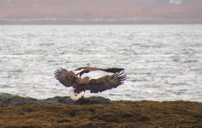 Pair of White-tailed eagles