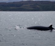 Minke Whale Sound of Mull