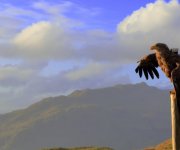 BBC4 documentary Turtle, Eagle, Cheetah: A Slow Odyssey filmed in Drimnin